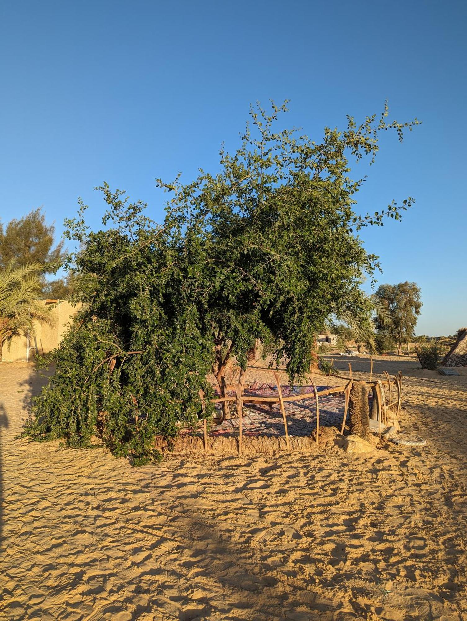 Cafour House Siwa - Hot Spring Hotell Siwa Oasis Exteriör bild